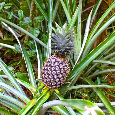ordinary pineapple growing like grass