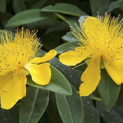 beautiful yellow flowers blooming Hypericum