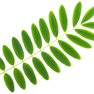 Cassia siamea leaf isolated on white background