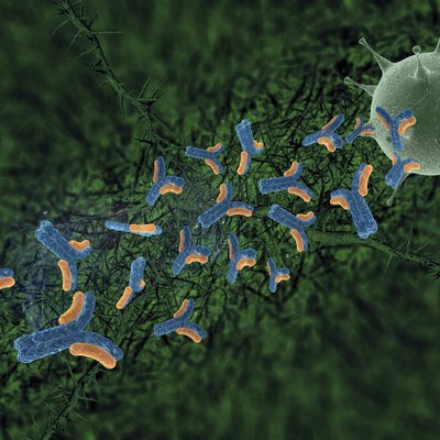 antibodies