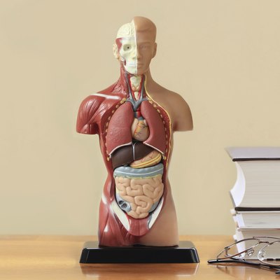 Human anatomy model ,books and glasses on the table