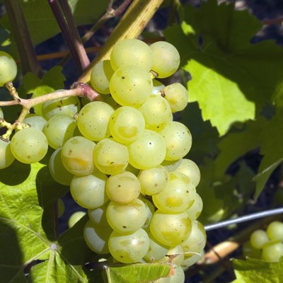 Grapes on the vine