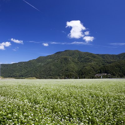 Buckwheat field, Ishikawa Prefecture, Honshu, Japan