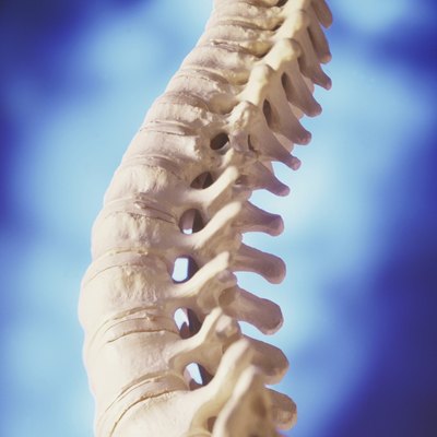 Close-up of a human spine