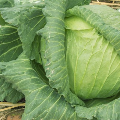close-up of fresh cabbage in the vegetable garden