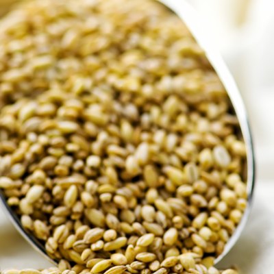 barley groats in a metal shovel.