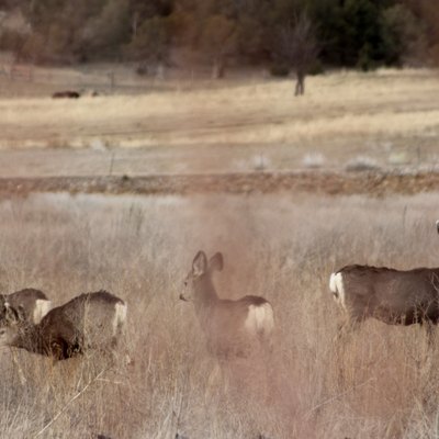 Four deer behind red plants