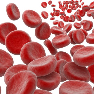 Blood Cells under microscope