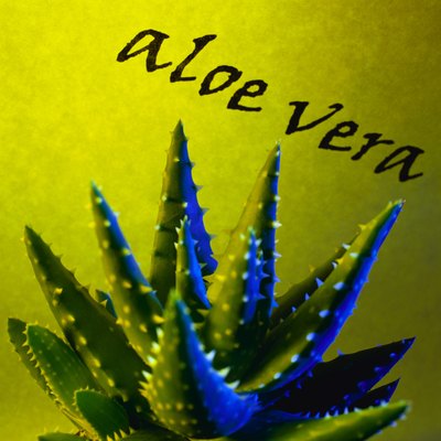 Aloe Vera