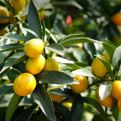 Ripe tangerines on a tree branch