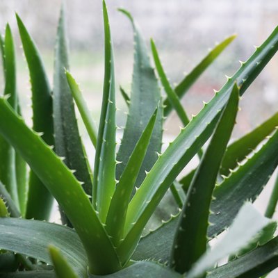 Aloe Vera plant