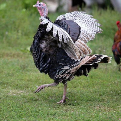 Colorful turkey on a blurred background