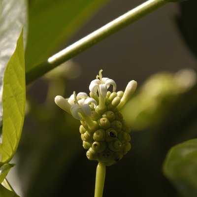 Noni Flower, Jamaica