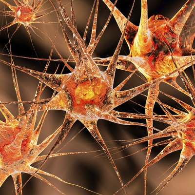 Neuronal Network