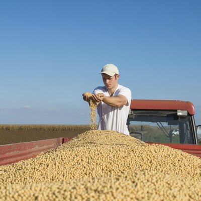 soy beans