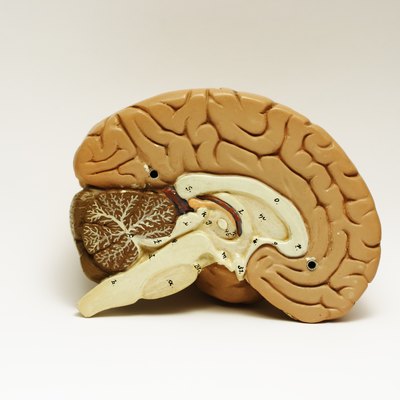 Brain Cross-sectioned.