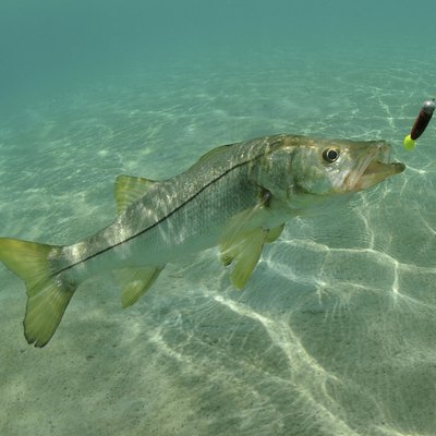 Snook in ocean chasing lure