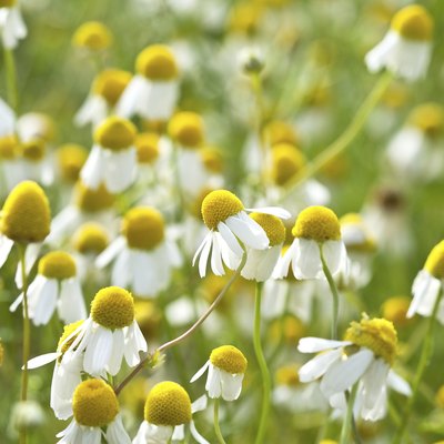 Chamomile
