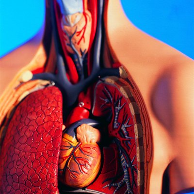 Cutaway model of human chest and neck