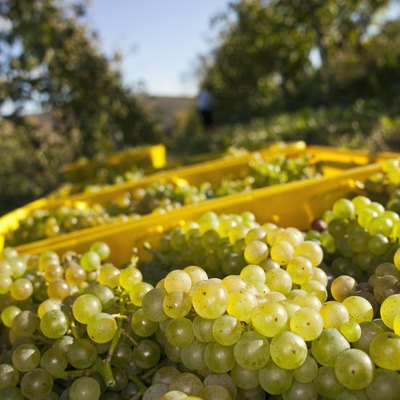 Green Grapes fresh from the vine in a vineyard.