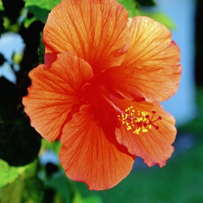 Caribbean, Bahamas, Close-up of red Hibiscus flowers