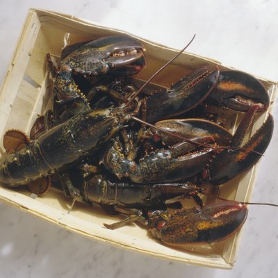 Basket of live Lobsters