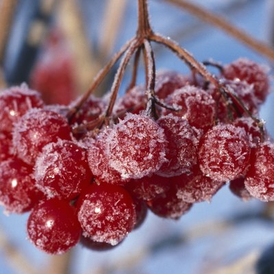 Highbush cranberry fruit with frost