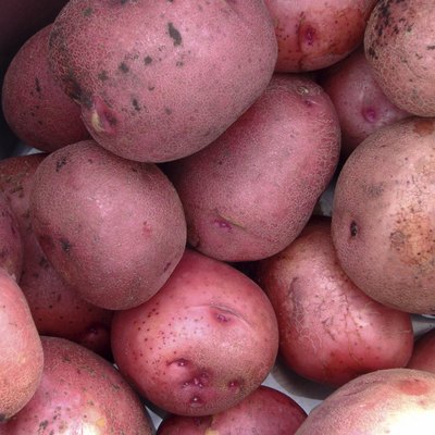 Red Potatoes in a Bucket