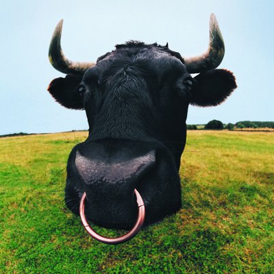 Close-up of Bull's Head