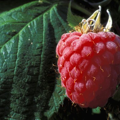 Close-up of a raspberry