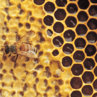 Honeycomb and bee