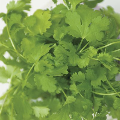 Coriander, close up