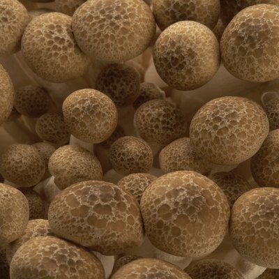 Chinese mushrooms
