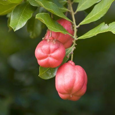 Ackee fruit