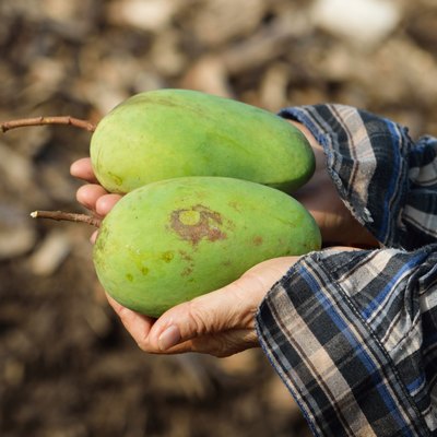 Mangoes fresh from the farm
