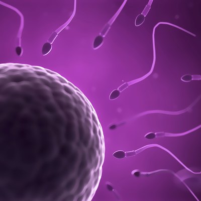 sperm and egg cell