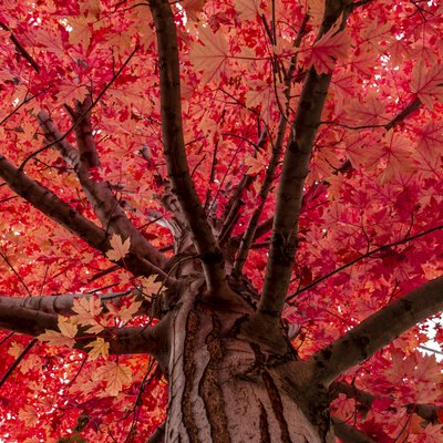 Fall Color in the City