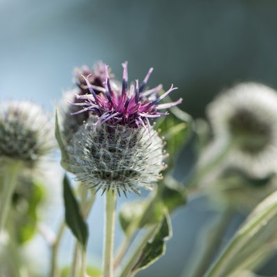 weed flowers