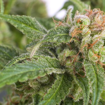 Marijuana Plant