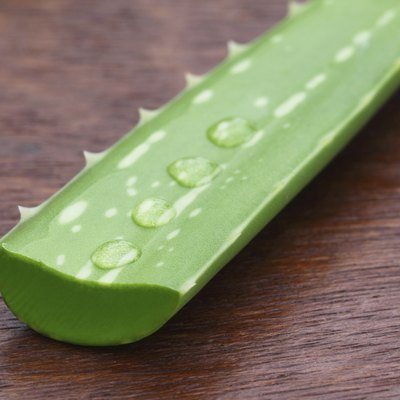 Medicinal aloe vera