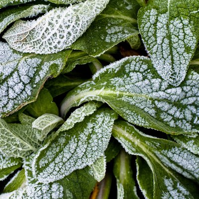 Close-up of frozen leaves