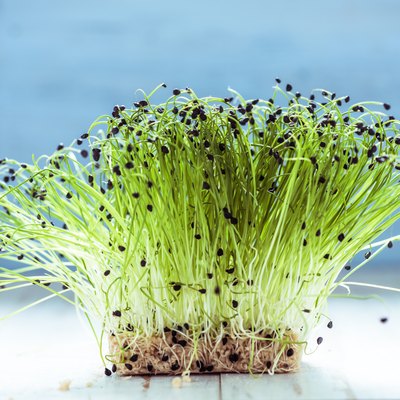 Fresh healthy seed sprouts