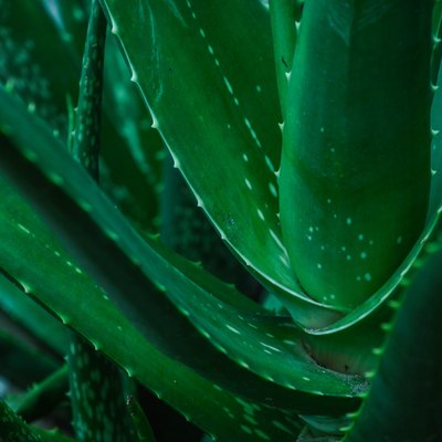 Aloe vera
