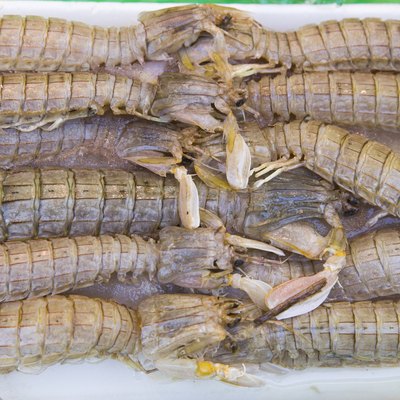 very fresh crustaceans called mantis shrimp