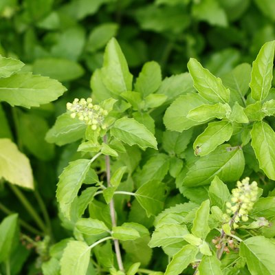 Ocimum sanctum