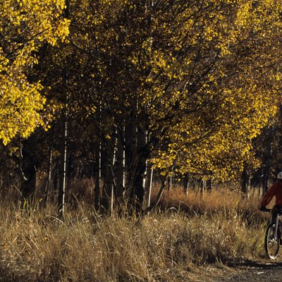 Two mountain bikers riding on trail in forest area