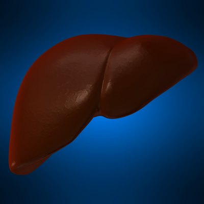 human liver