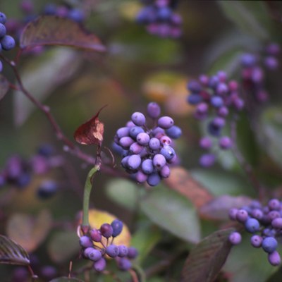 Close-up of blueberries