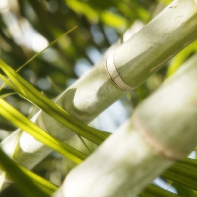 Close up of bamboo