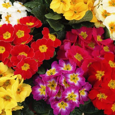 Overhead view of many colorful Primrose flowers (Primula acaulis)